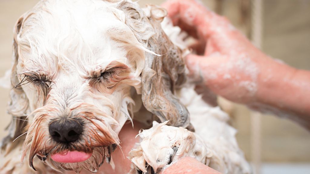 How to Bathe a Dog at Home