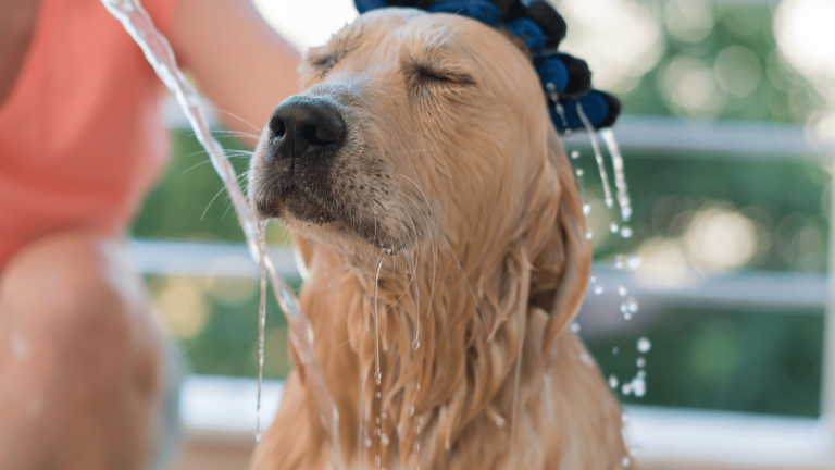 How to Bathe a Dog at Home