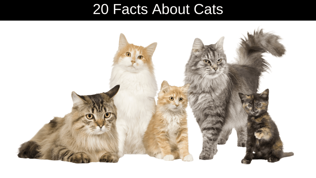 Facts About Cats