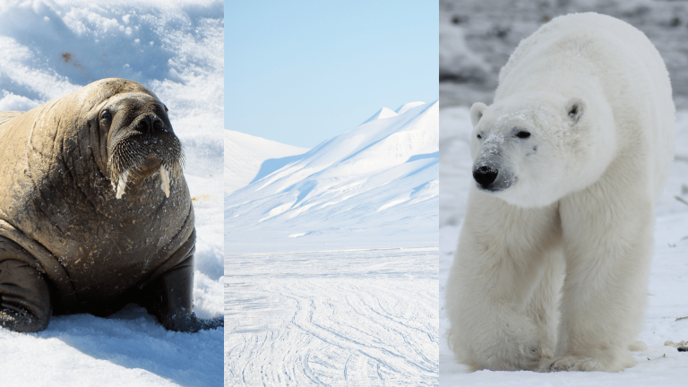 Animals Live in the Arctic