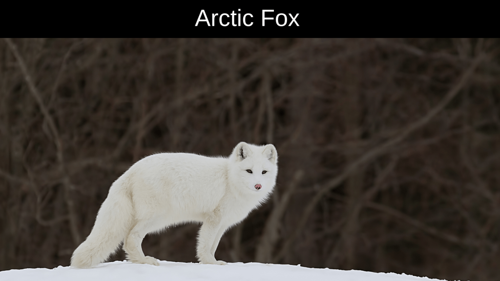 Animals Live in the Arctic-Arctic Fox