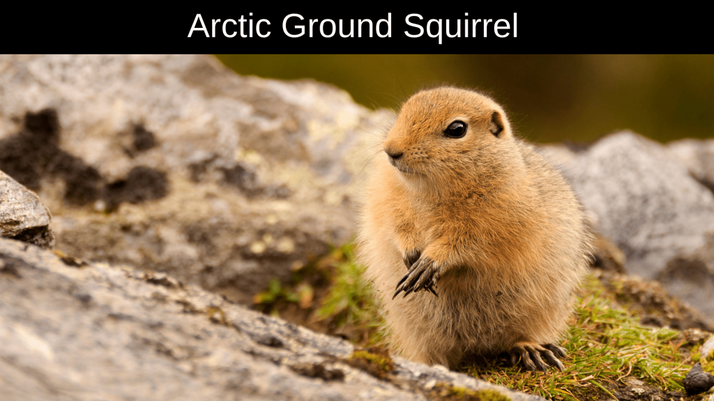 Animals Live in the Arctic 