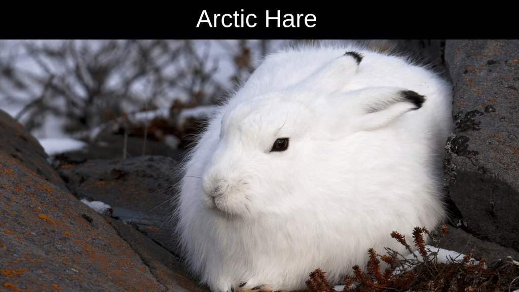 Animals Live in the Arctic 