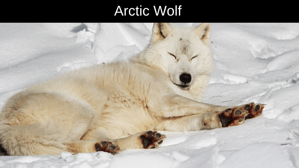 Animals Live in the Arctic 