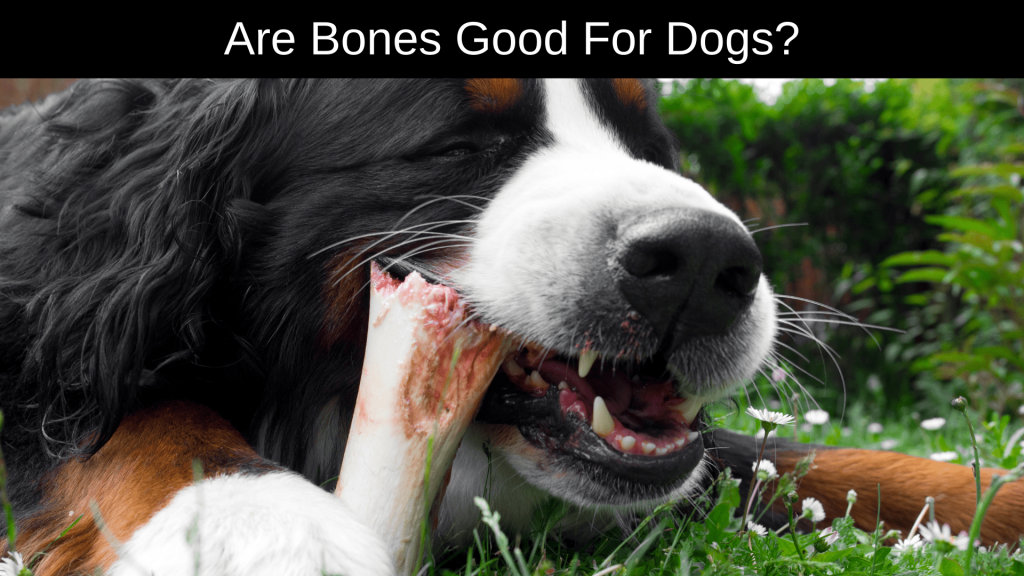 Can Dogs Eat Pork Rib Bones?