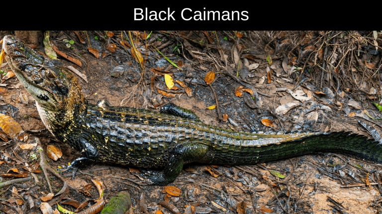 Top 10 Most Dangerous Crocodiles - aniimad.com