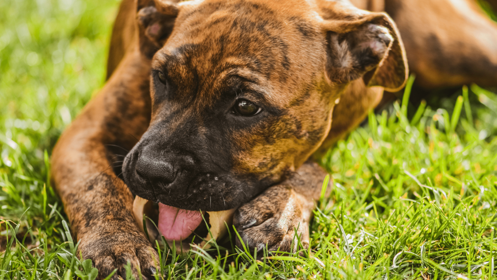 Can Dogs Eat Pork Rib Bones?