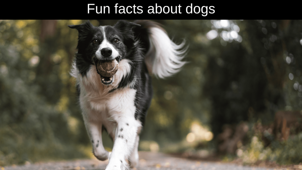 Fun Facts About Dogs