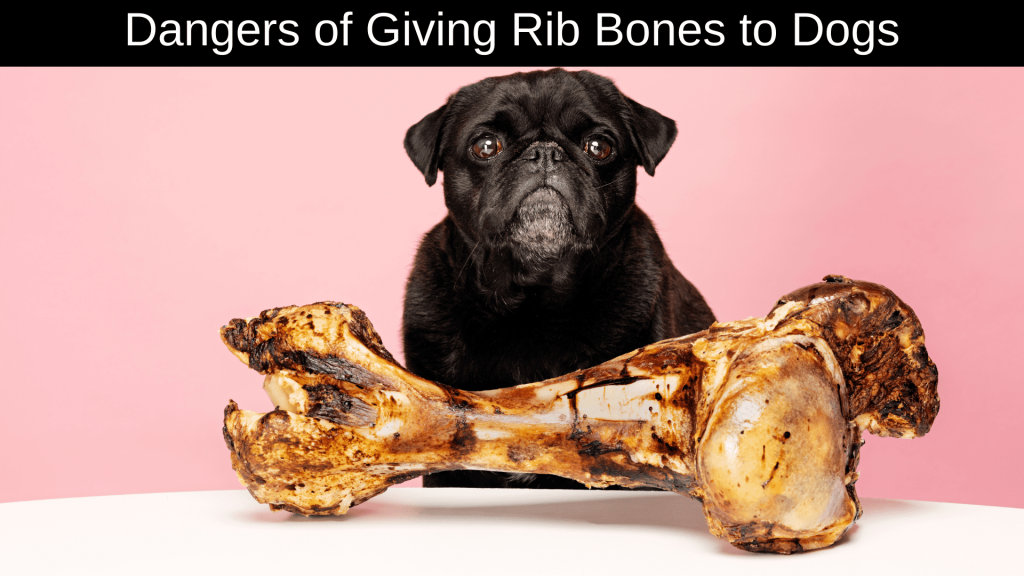 Can Dogs Eat Pork Rib Bones?