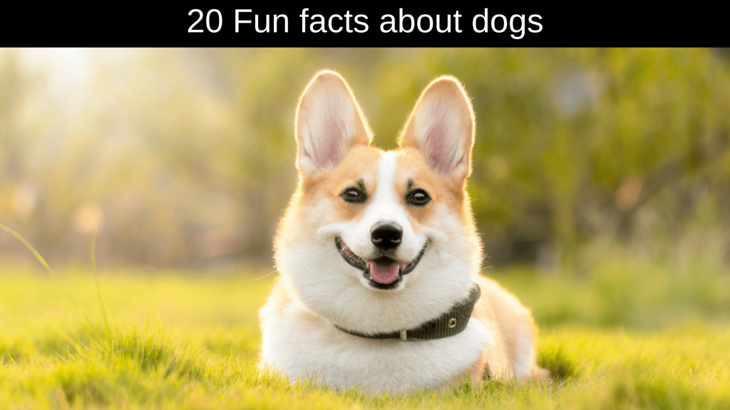 Fun Facts About Dogs