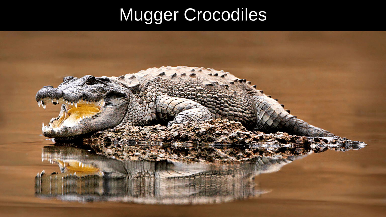 Top 10 Most Dangerous Crocodiles - aniimad.com