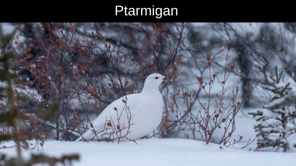 Animals Live in the Arctic 