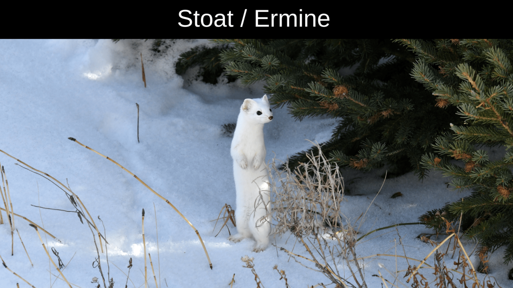 Animals Live in the Arctic 