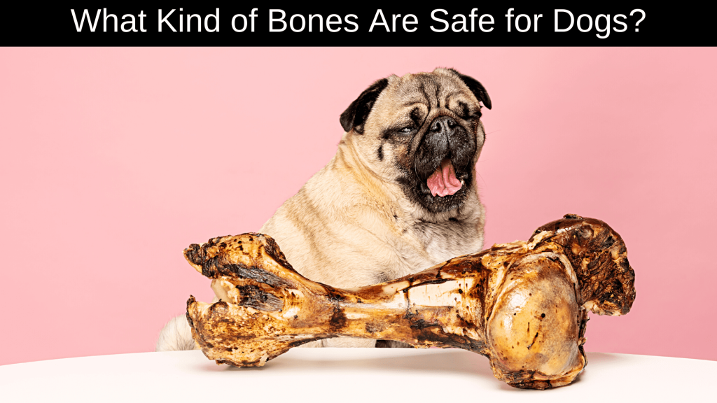 Can Dogs Eat Pork Rib Bones?