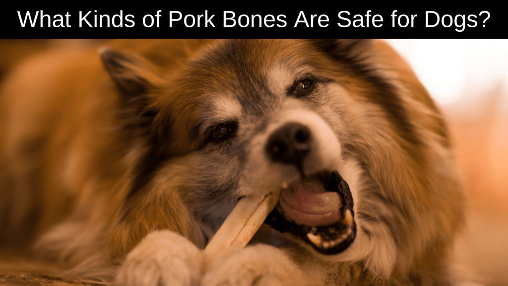 Can Dogs Eat Pork Rib Bones?