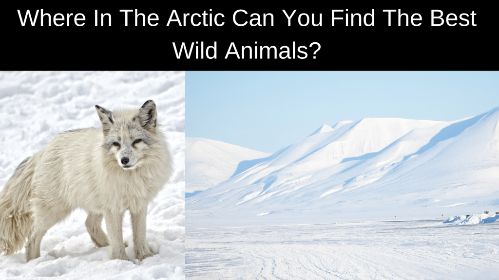 Animals Live in the Arctic