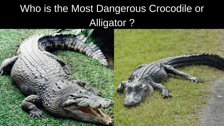 Top 10 Most Dangerous Crocodiles - aniimad.com