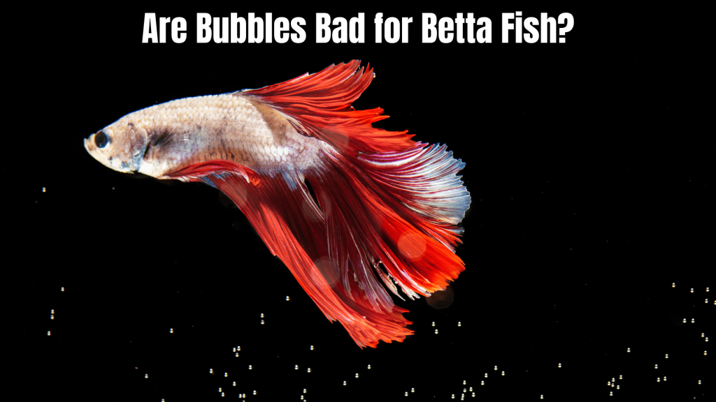 Betta Fish Need a Bubbler