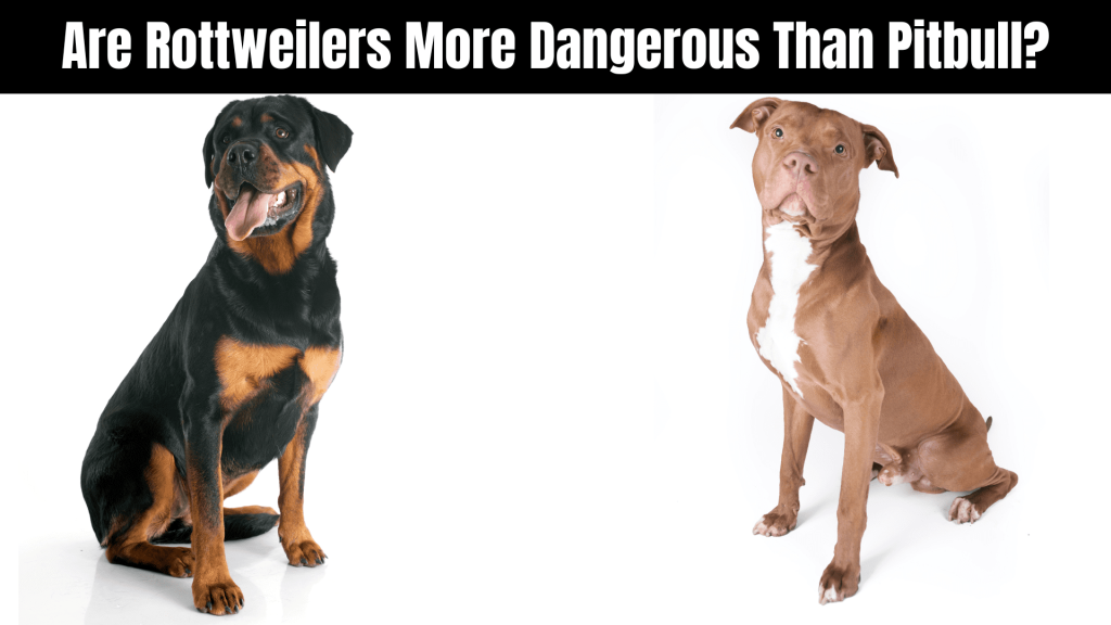 How Strong is a Rottweiler?