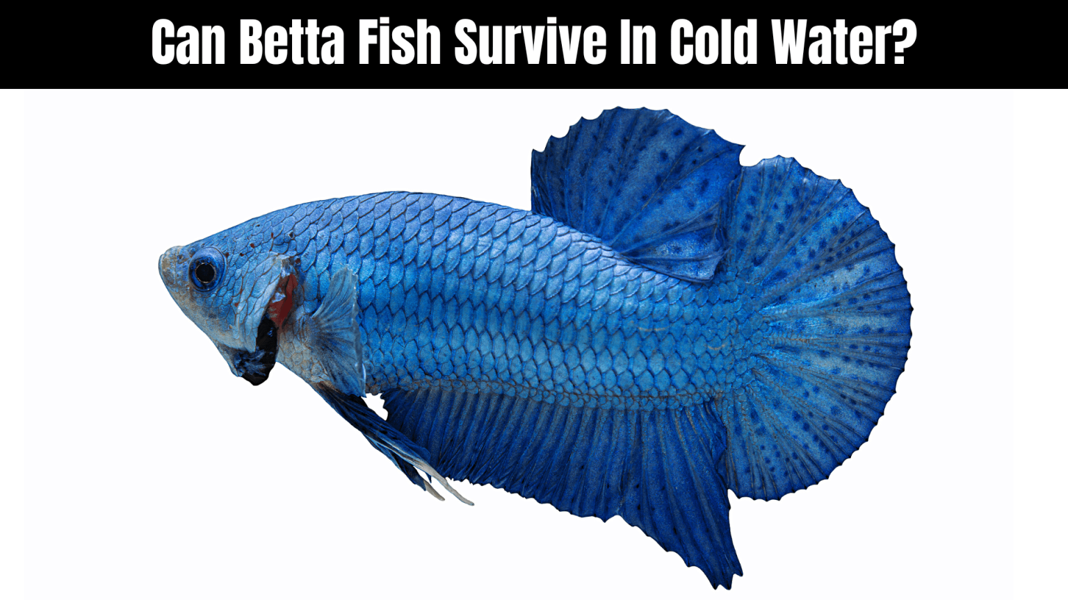 Do Betta Fish Need a Heater? 10 FAQ