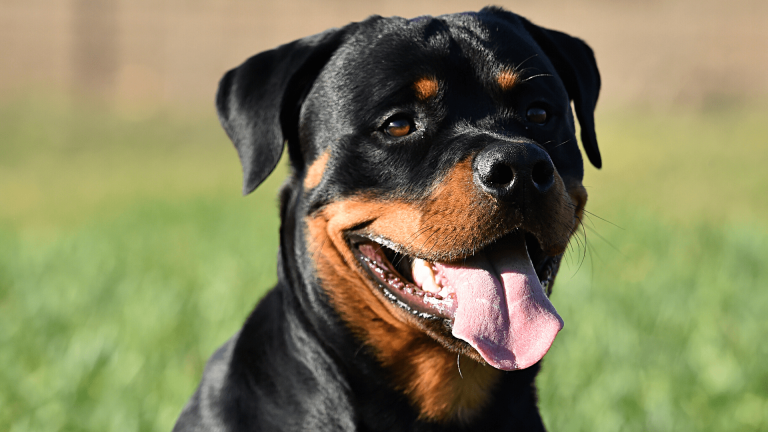 How Strong is a Rottweiler