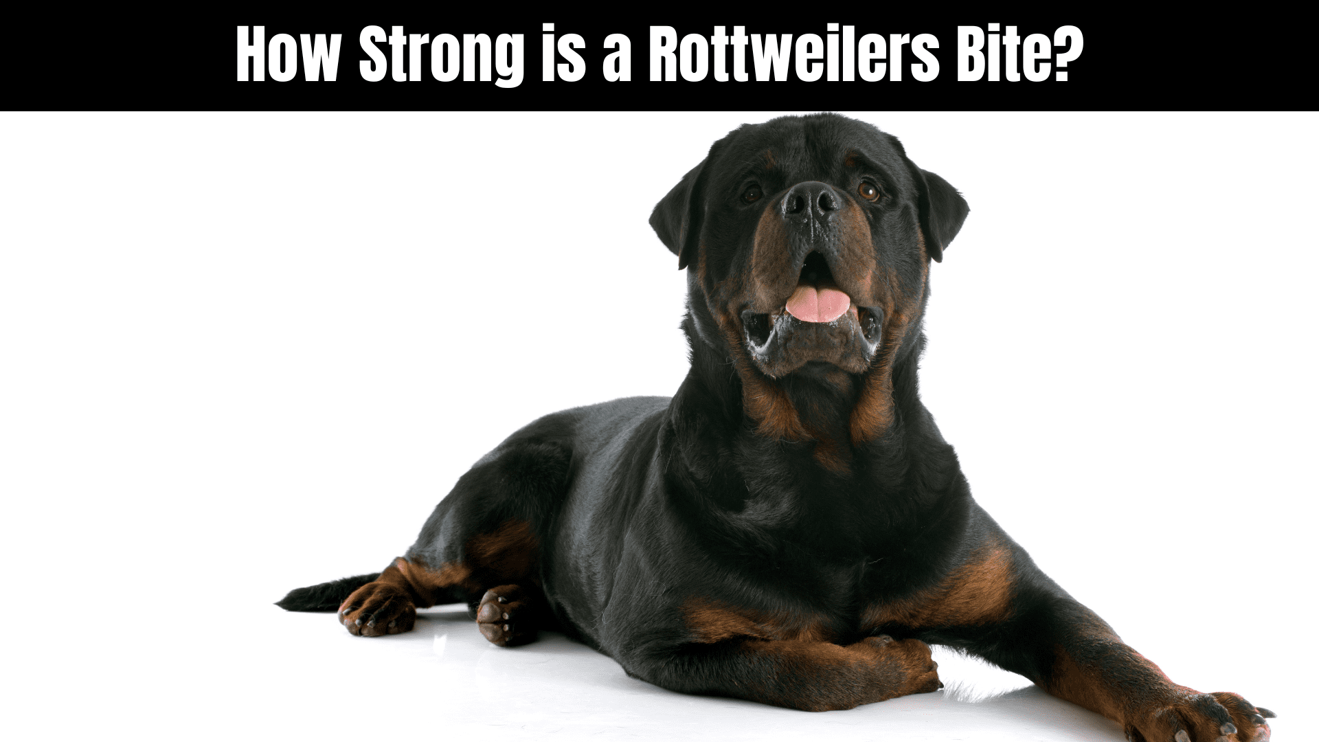 How Strong is a Rottweiler? 11 Other Facts - aniimad.com