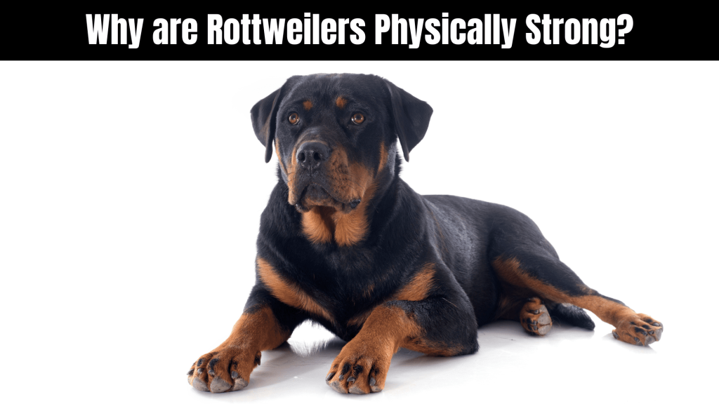 How Strong is a Rottweiler?
