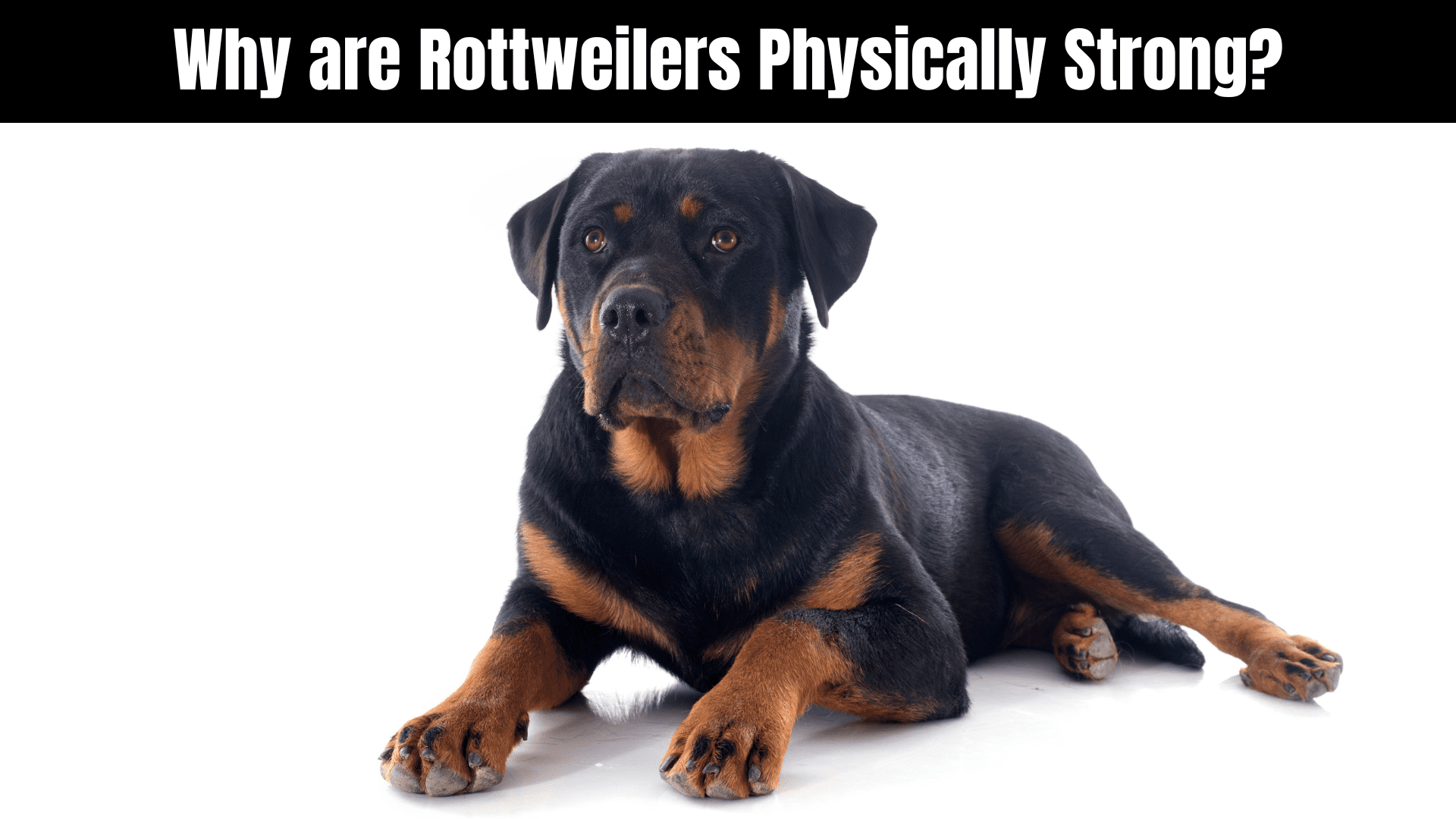 Strong Rottwiler How Strong is a Rottweiler? 11 Other Facts - aniimad.com