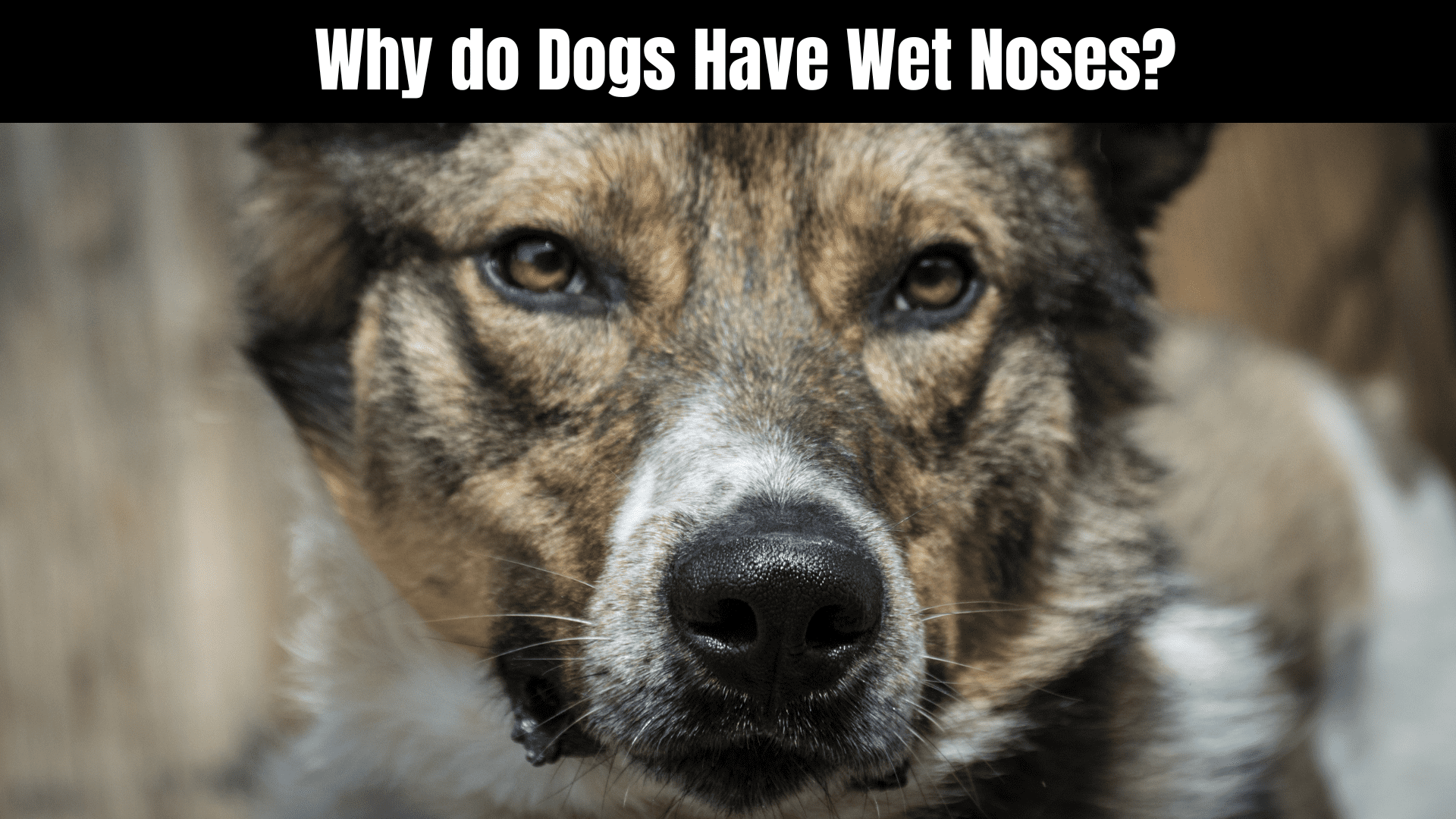 Should Dogs Noses Be Wet Or Dry