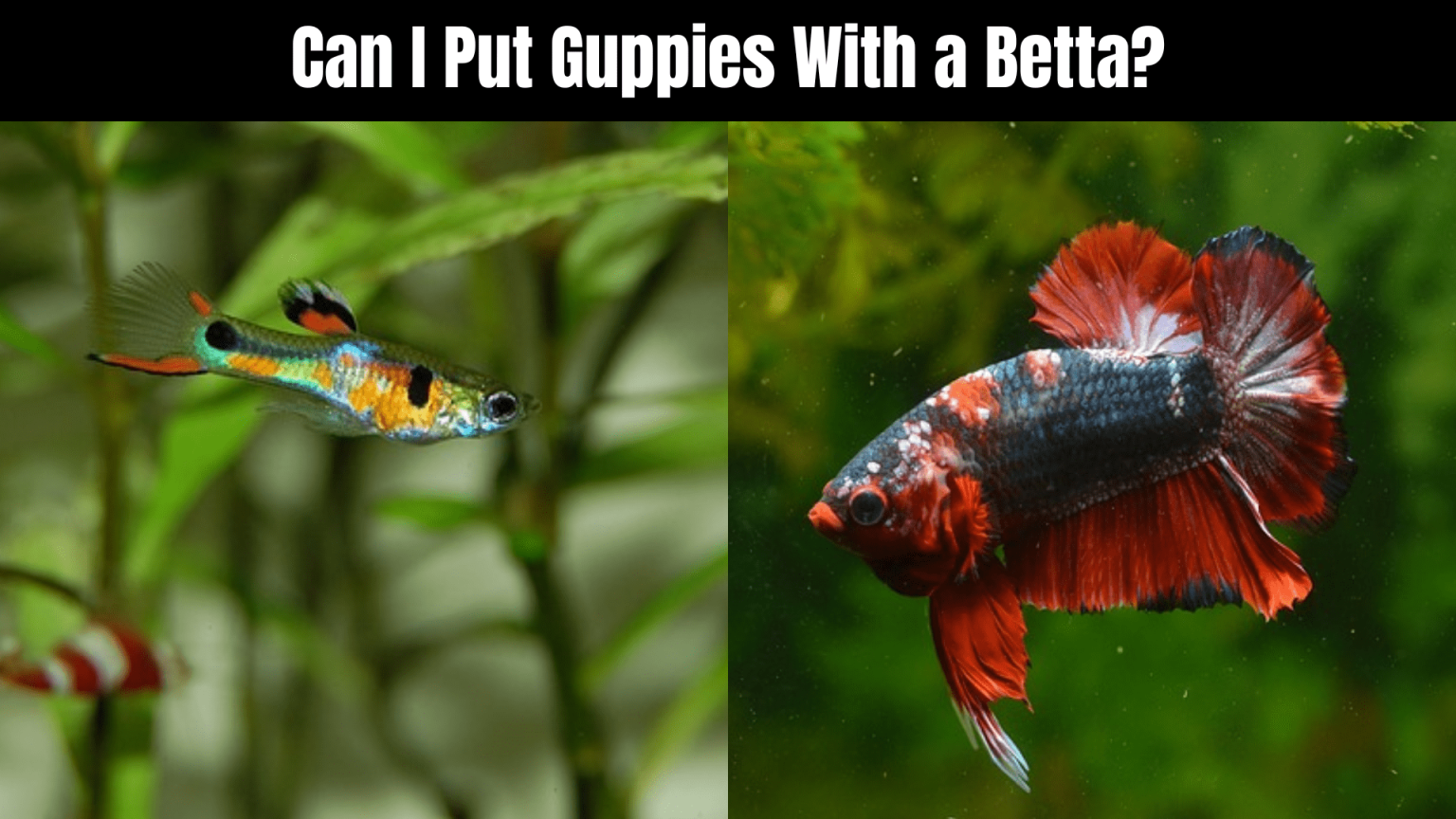 Can Betta Fish Live With Other Fish? 24 Tips For Success