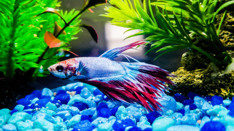 Facts About Betta Fish