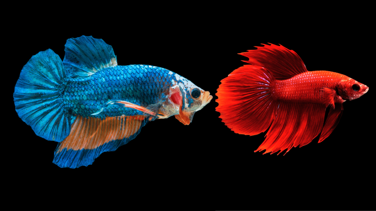 Betta Fish Live with Other Fish