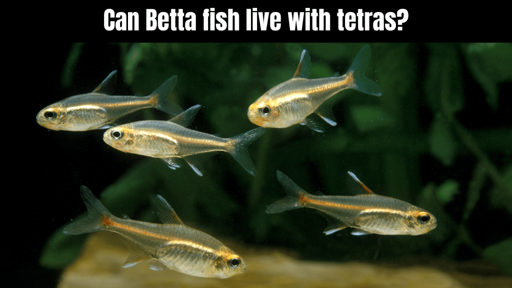 Betta Fish Tank Mates