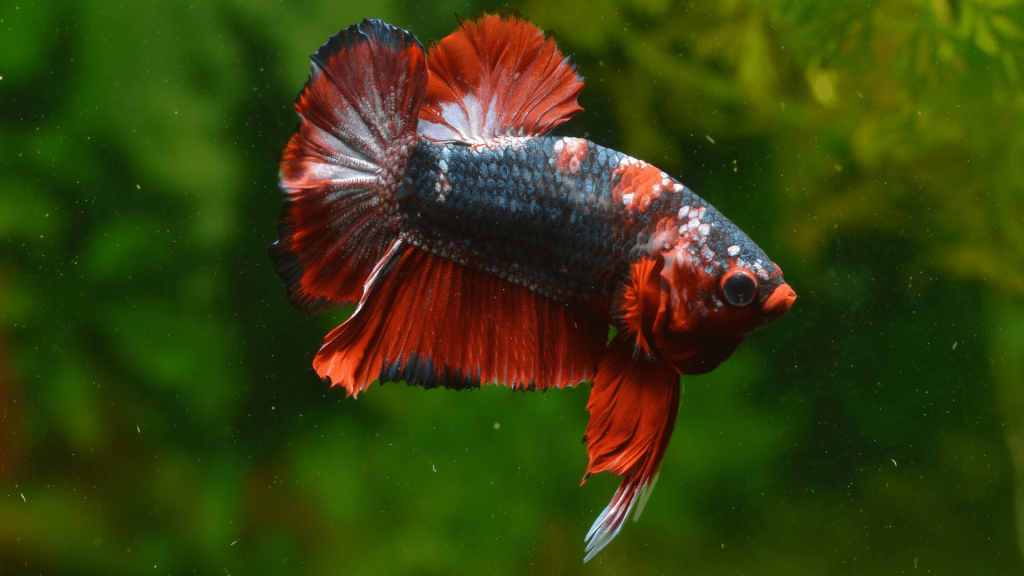 Rosetail Betta Fish - A Comprehensive Guide - aniimad.com