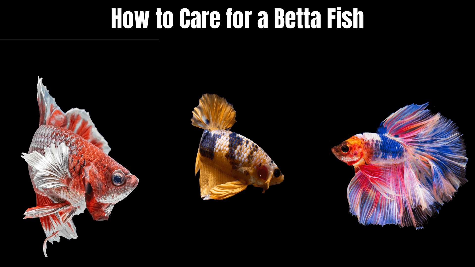 How To Care For A Betta Fish: A Complete Guide - Aniimad.com