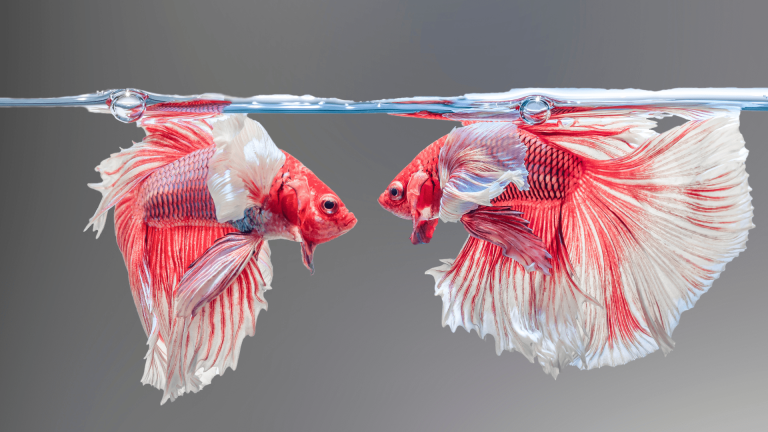 How to Clean a Betta Fish Tank