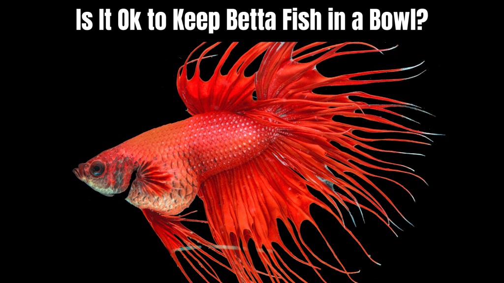 How to Take Care of a Betta Fish in a Bowl