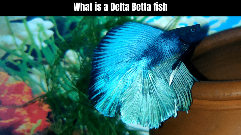 Delta Betta Fish