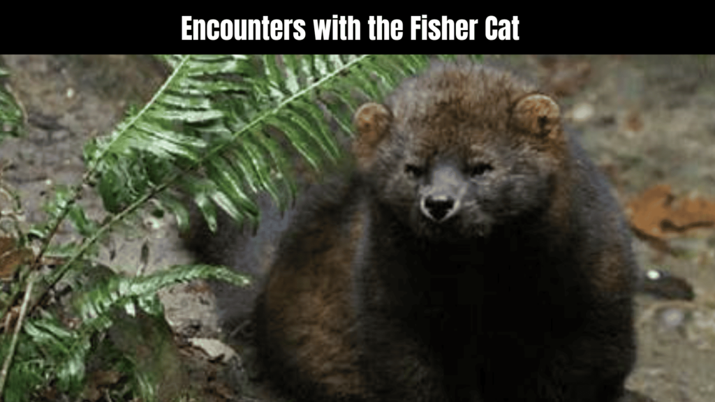 Fisher Cat Spiritual Meaning