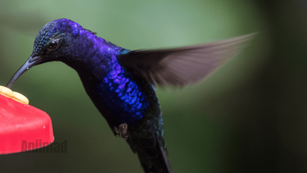 Spiritual Meaning of the Blue Hummingbird