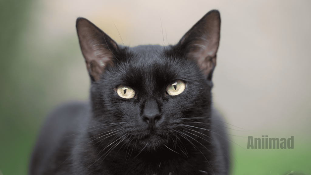 Female Black Cat Spiritual