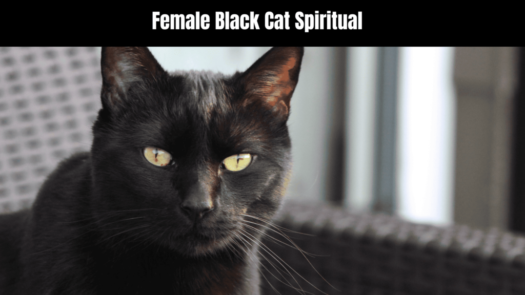 Female Black Cat Spiritual