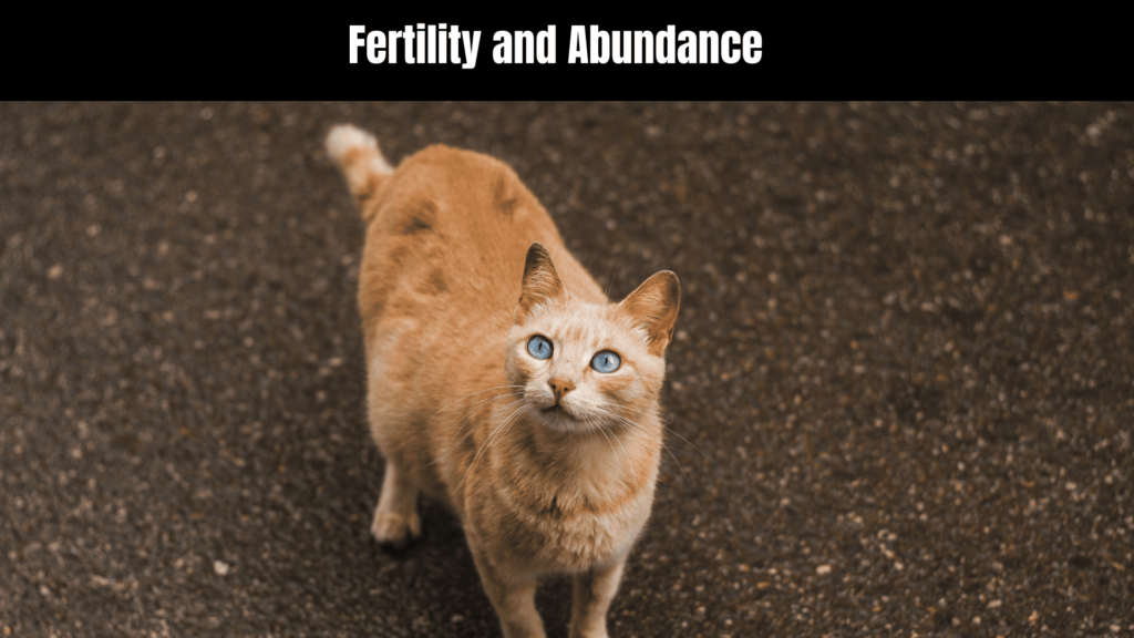 Pregnant Cat Spiritual Meaning