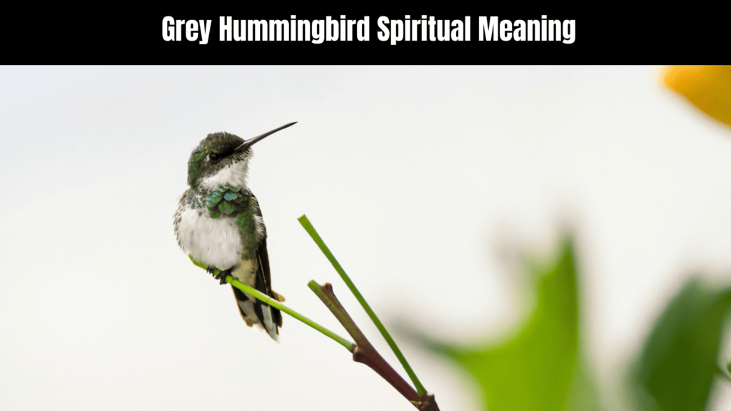 Grey Hummingbird Spiritual Meaning