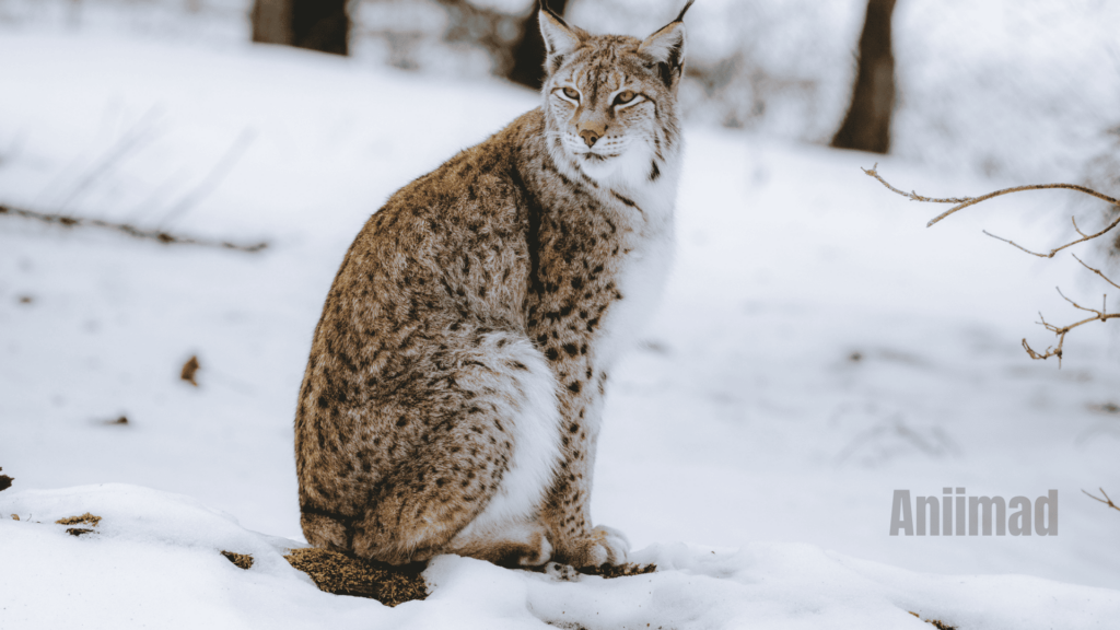 Lynx Cat Spiritual Meaning