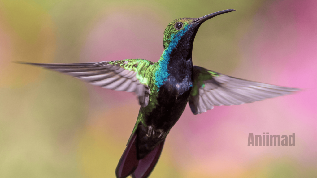 Spiritual Meaning of Hummingbirds