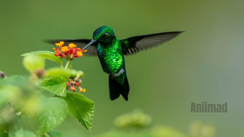 Spiritual Meaning of Hummingbirds