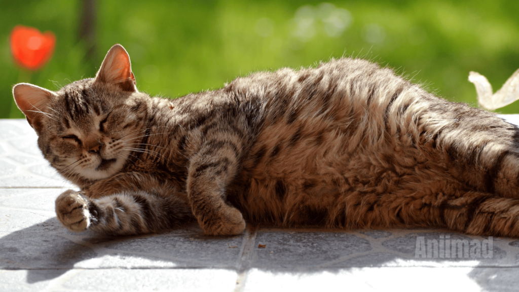 Pregnant Cat Spiritual Meaning