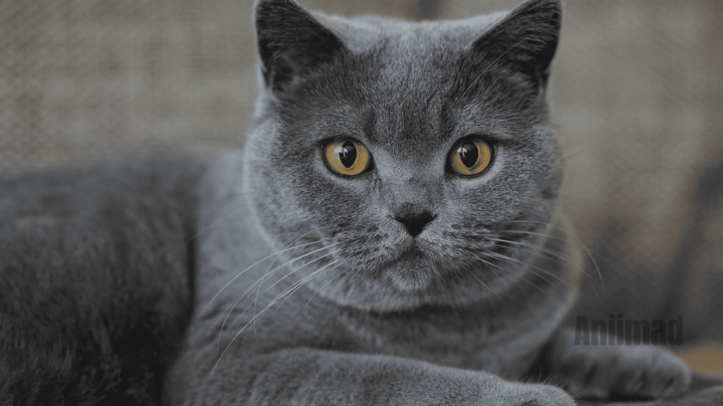 Spiritual Grey Cat Names