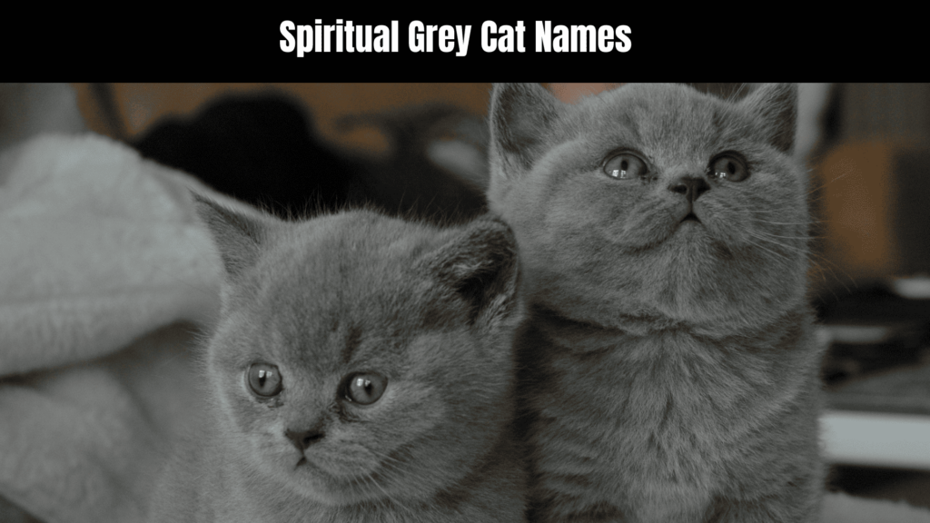 Spiritual Grey Cat Names